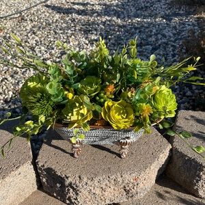 Sola succulents in 10” bathtub